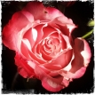Red Rose... (24.05.2014, Onlight Studio) Foto © Hans Keller