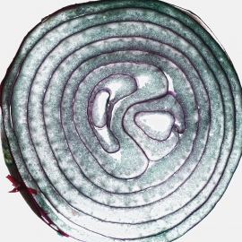 Onion