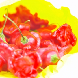 Red Paprika