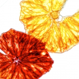 Blood Orange #2