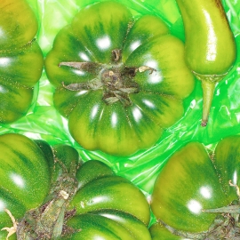 Green Tomato
