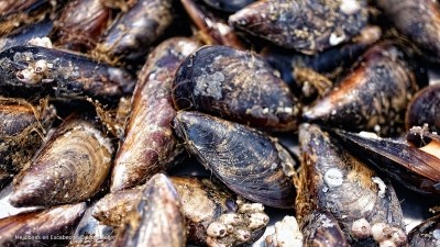 mejillones-en-escabeche_01