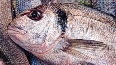 Cantina № 41 - Dorada a la sal © Hans Keller